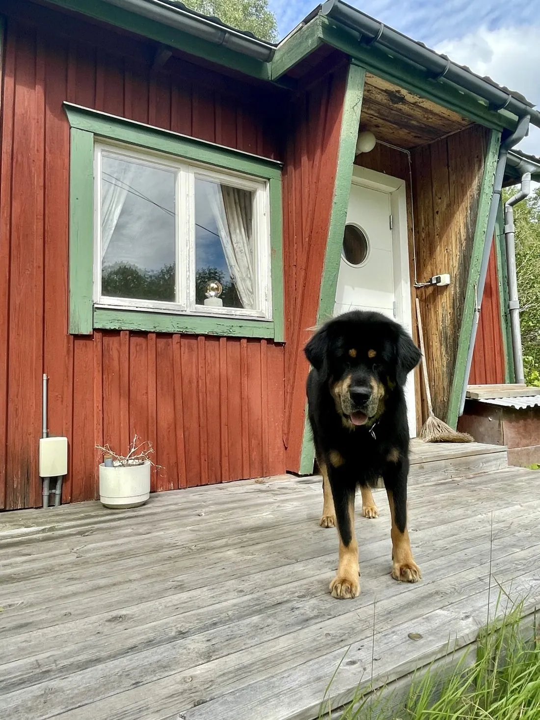 Hund på verandan framför ett rött hus
